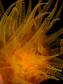   Underwater Fire. S95 stacked 165s no croppping. Fire S-95, S95, 95, croppping  